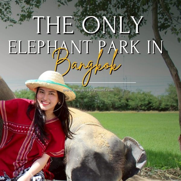 Bangkok Elephant Park Half day