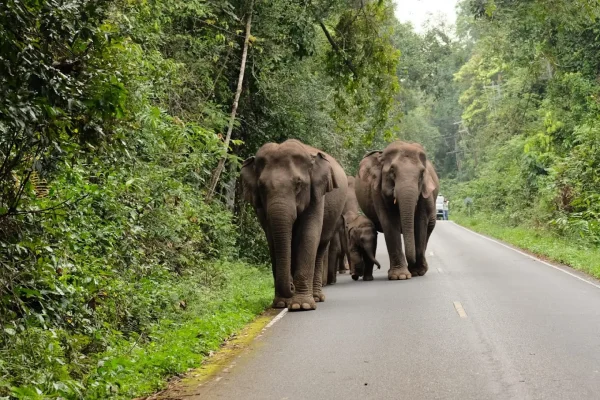 Full Day Khaoyai National Park